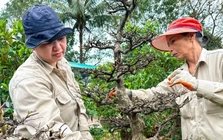 Mai Tết vào độ, nông dân 'chạy nước rút'