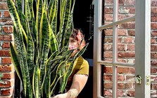 Năm 2026: Trồng đúng 1 cây này là mở kho tài lộc, trồng sai coi chừng hao tiền âm thầm