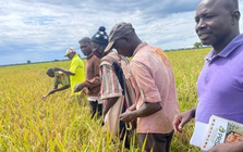 Toàn cầu lo dư thừa, một quốc gia bất ngờ đứng trước nguy cơ thiếu gạo trầm trọng: Chỉ tự sản xuất được chưa đến 20%, thiếu hụt hơn 380.000 tấn