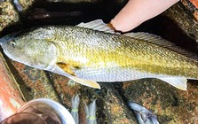 Việt Nam sở hữu loài cá vảy vàng cực đẹp, "báu vật" thực sự nằm trong khoang bụng giá 1,4 tỷ đồng/kg