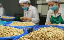 Xuất khẩu hạt điều lần đầu tiên vượt 5 tỷ USD