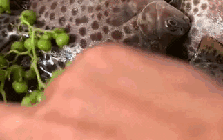 Loài cá đặc sản miền Tây, cả nước săn lùng