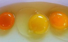 Đập trứng gà ra bát thấy lòng đỏ đậm và nhạt khác nhau, loại nào nhiều chất hơn?