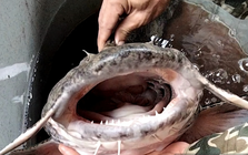 "Chúa tể lòng sông Lô" hung tợn bậc nhất vùng nước ngọt, từng được tiến Vua