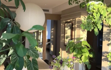 5 cây thu hút thịnh vượng, may mắn: Người giàu chuộng trồng, người nghèo chẳng để tâm