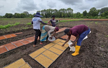 Không phải Thái Lan hay Việt Nam, giống lúa từ một quốc gia châu Á đang gây sốt tại châu Phi: Năng suất cao gấp 1,7 lần, chu kỳ sinh trưởng ngắn