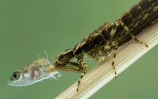 Một sinh vật lạ trông giống châu chấu đã xuất hiện trong bể cá và bơi cực nhanh, cư dân mạng cảnh báo nếu không bắt nhanh nó sẽ ăn hết cá