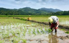 Việt Nam đón tin vui từ nhà nhập khẩu gạo lớn nhất thế giới
