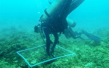 "Kho báu" dưới nước ở vịnh Nha Trang hé lộ nhiều hoạt chất quý