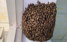 4 vật vào nhà là điềm báo chuyện tốt lành, đuổi đi dễ mất lộc như chơi