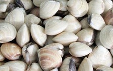 Hộ kinh doanh ngao thắc mắc, trường hợp nào chịu thuế GTGT khi vừa tự nuôi, vừa mua lại để bán? Cục Thuế trả lời