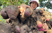 Không phải khoai tây, khoai lang, đây mới là khoai hợp nấu mùa lạnh, ai ăn cũng bổ, "đắt sắt ra miếng"