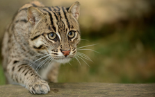 Bắt được "báu vật sống" đang có nguy cơ tuyệt chủng, người dân Tân Bình làm điều đặc biệt