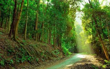 Ở Việt Nam, có duy nhất một ngôi trường có hẳn khu rừng trong khuôn viên