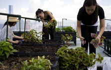 Cư dân thuê 1m² sân thượng để trồng rau: Xu hướng “nông dân đô thị” giúp tiết kiệm tiền ăn và sống xanh giữa thành phố bê tông