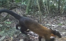 Phát hiện nhiều động vật cực kỳ quý hiếm trong rừng Ninh Bình