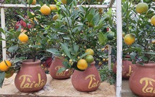 Quất bonsai mini giá vài trăm ngàn đồng mỗi bình