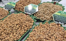 Giá cà phê hôm nay 18-1: Bầu Đức nói về giá cà phê hiện tại