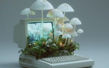 Kỷ nguyên máy tính sinh học: Khi nấm hương trong bếp trở thành linh kiện điện tử thay thế chip silicon đắt đỏ