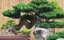 Lưỡi hổ hay kim tiền cũng không bằng 3 cây này: “Của để dành” trong nhà, càng trồng càng có lộc