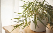 Muốn nhà lúc nào cũng thơm ngát, hãy trồng ngay 7 loại cây này