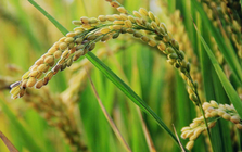 Philippines cùng ông trùm châu Á dừng nhập khẩu, gạo Việt xoay trục sang những thị trường nào trong năm 2025?