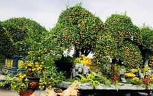 Choáng ngợp loạt ‘siêu phẩm’ cây cảnh chơi Tết ở Hưng Yên giá hàng trăm triệu đồng