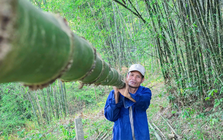 Loài cây trồng một lần, thu cả đời: Ít vốn, ít công chăm sóc, mỗi tháng có chục triệu đồng