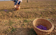 Gia vị đắt nhất thế giới bất ngờ gặp 'bão táp': Sản lượng thấp kỉ lục, là hoa quý chỉ nở 36 tiếng mỗi năm