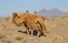 Lạc đà hoang dã đã tiến hóa để uống nước muối mặn hơn nước biển, thách thức mọi giới hạn sinh học