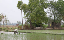 Vượt Trung Quốc trở thành quốc gia sản xuất gạo lớn nhất thế giới nhưng Ấn Độ lại nhận tin không vui