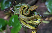 "Báu vật" ẩn mình dưới tán rừng Trường Sơn: Loài đặc hữu hiếm gặp, thế giới chỉ Việt Nam có