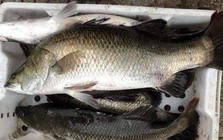 3 loại cá âm thầm nuôi trí não: Chợ Việt bán đầy nhưng chỉ dân sành mới biết để mua