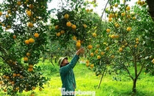 Rừng cam chín vàng rực, người dân 'ém hàng' chờ Tết