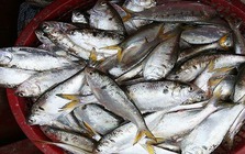 Loại cá giàu canxi gấp 3 lần sữa: Chợ Việt bán đầy nhưng chỉ dân sành ăn mới biết để mua