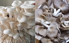 Trời lạnh đừng chỉ ăn củ cải hay bắp cải: 8 loại rau này vừa giải độc, ngừa táo bón lại tăng đề kháng tốt