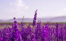 Một cổ phiếu chứng khoán "bốc đầu" kịch trần sau khi báo lãi năm 2025 gấp 860 lần