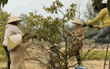 "Đặc sản Tết" của người miền Tây, cả nước tò mò