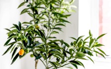 Mỹ giới thiệu 7 cây ăn quả trồng trong chậu rất hợp: Số 3 người Việt biết trồng từ lâu