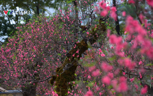 Dàn "lão đào" Tây Bắc xuống phố Thủ đô, giá thuê hàng chục triệu đồng mỗi gốc