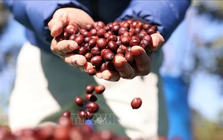 Giá cà phê bứt phá mạnh