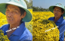 Đau xé lòng cảnh chủ vườn hoa Sa Đéc bật khóc nức nở khi hơn 2.000 chậu cúc vàng nở sớm không ai mua