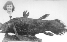 Làm thế nào để hồi sinh một loài được cho là đã tuyệt chủng 66 triệu năm?