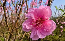 Hoa đào nở rộ, người trồng đào lo mất Tết