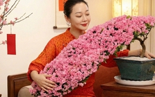 Nhiều chị em đang mê mẩn săn lùng đỗ quyên trân châu chơi Tết: Loài hoa sang chảnh nhưng cực "đỏng đảnh", chăm sao cho đúng?