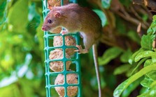 Xịt thứ này ra vườn mùa đông, chuột sợ hãi tránh xa, cây cối xanh tươi mơn mởn