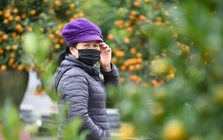 Mưa rét phủ làng quất Tứ Liên, người Hà Nội vẫn hào hứng ‘săn’ quất