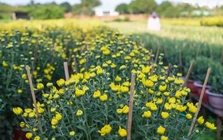 Cúc Đài Loan giá tiền triệu đắt hàng dịp Tết