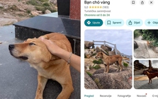 Chú chó vàng được đánh giá 5 sao trên Google Maps vì dẫn đường khách du lịch quá có tâm