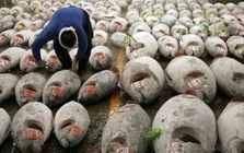 Không phải sầu riêng, một ‘siêu thực phẩm’ của Việt Nam được Mỹ và châu Âu cực ưa chuộng: Thu về 924 triệu USD, nước ta xuất khẩu đứng top thế giới